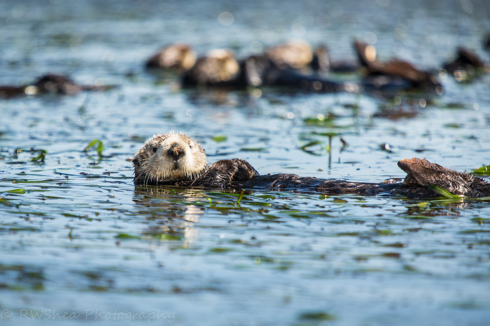 Sea Otter Recovery Fund | California State Coastal Conservancy