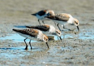 western sandpipers