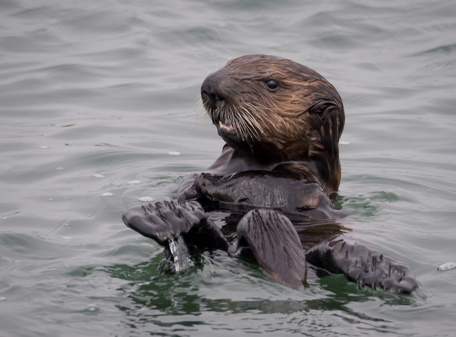 Sea Otter Recovery Fund – California State Coastal Conservancy