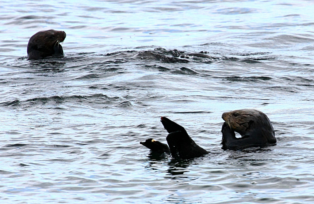 Sea Otter Recovery Fund – California State Coastal Conservancy