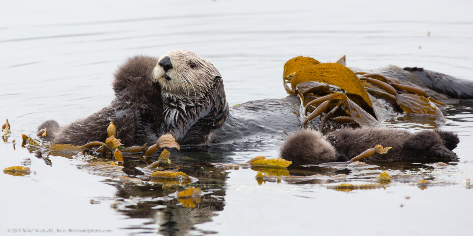 Sea Otter Recovery Grants: Grant Applications Due September 1, 2020